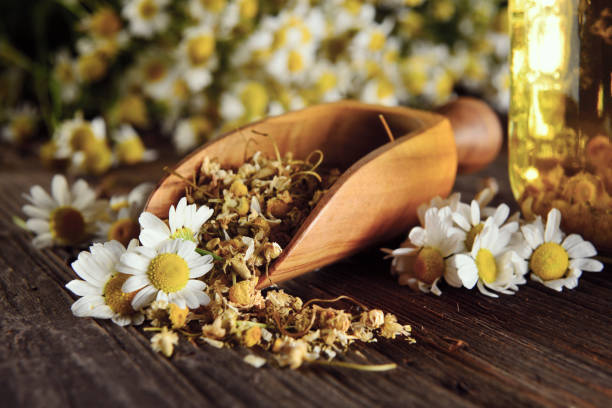 ultimate benefits from chamomile oil